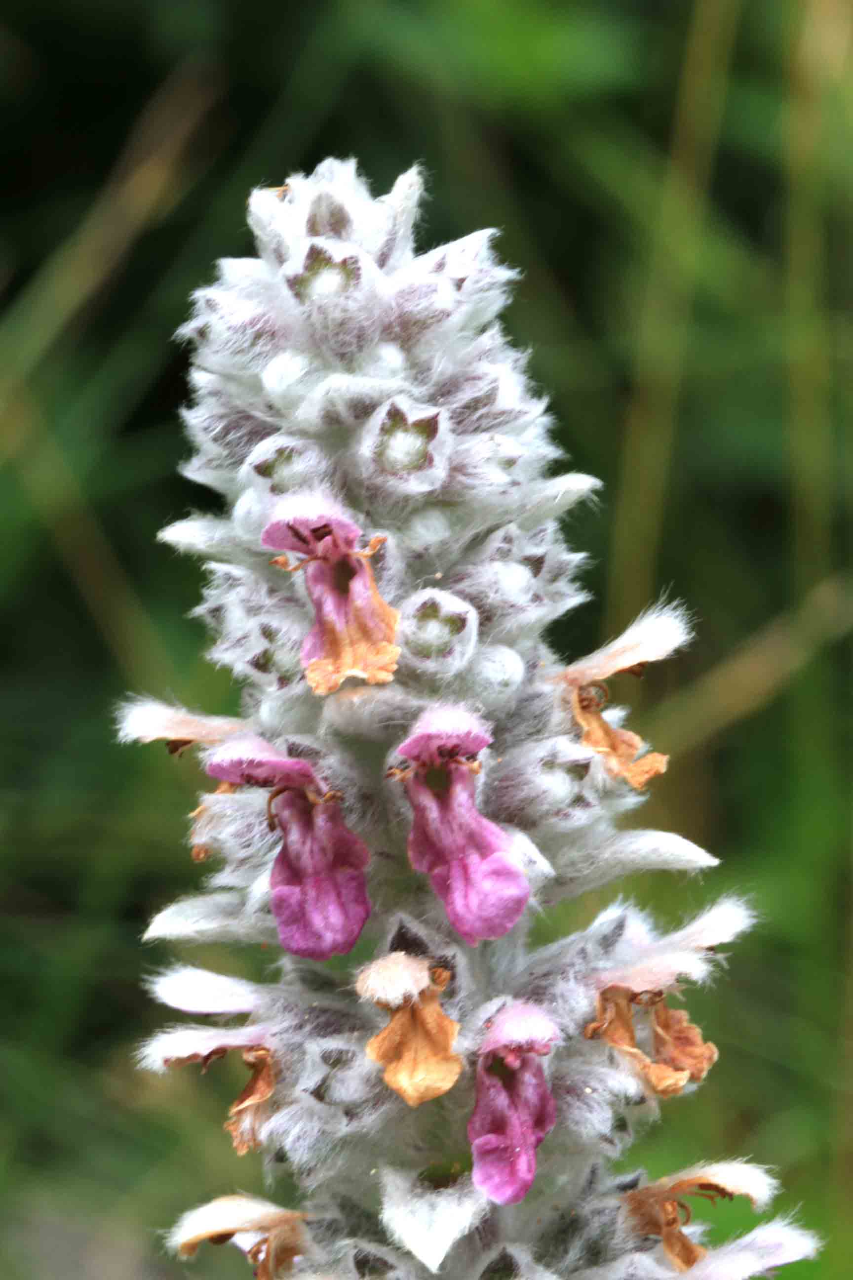 Stachys byzantina / Stregona candida